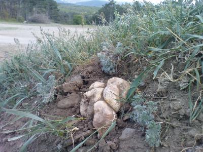 Прикрепленное изображение: DSC00337.JPG